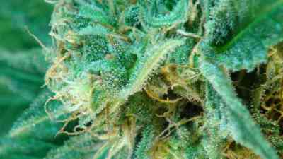 Afrodite > Kannabia Seeds | Feminized Marijuana   |  hybrid