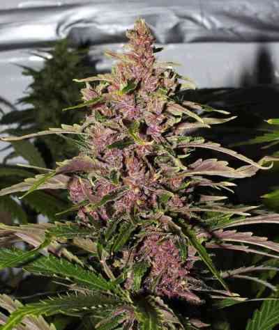 Afrokush > Tropical Seeds Company | Feminisierte Hanfsamen  |  Hybrid