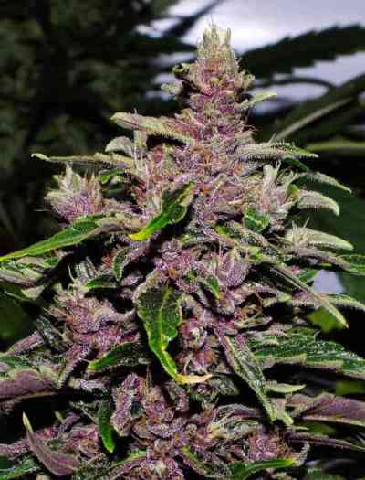 Afrokush > Tropical Seeds Company | Feminisierte Hanfsamen  |  Hybrid