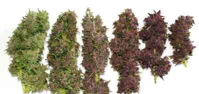 Afrokush > Tropical Seeds Company | Feminisierte Hanfsamen  |  Hybrid