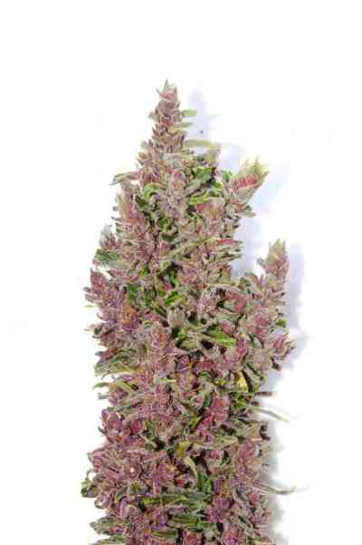 Afrokush > Tropical Seeds Company | Feminisierte Hanfsamen  |  Hybrid