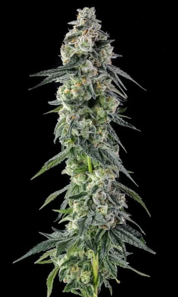 Afters Seed > Compound Genetics | Feminized Cannabis   |  Hybrid