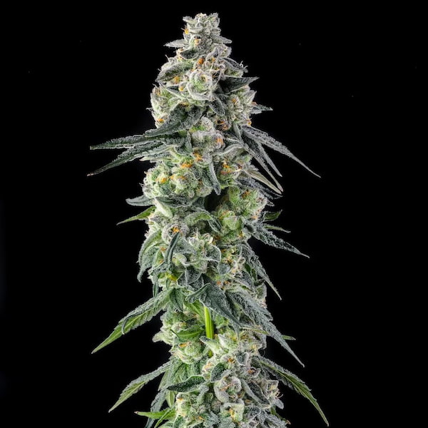 Afters Seed > Compound Genetics | Feminized Cannabis   |  Hybrid