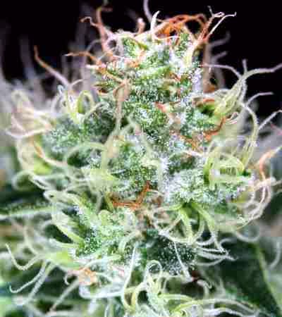 Agent Orange > TGA Subcool Seeds | Graines Normal  |  Hybride