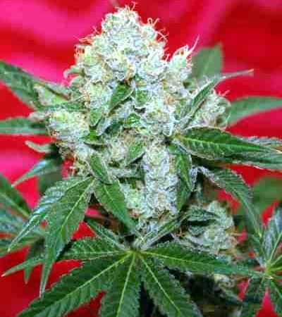 Agent Orange Strain Tga Subcool Seeds Thc 15