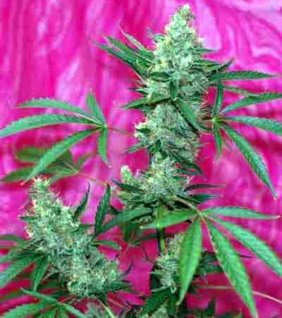 Agent Orange > TGA Subcool Seeds | Regular Marijuana   |  Hybrid