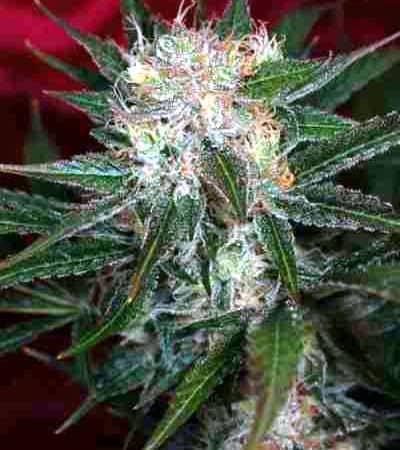 Agent Orange Strain Tga Subcool Seeds Thc 15