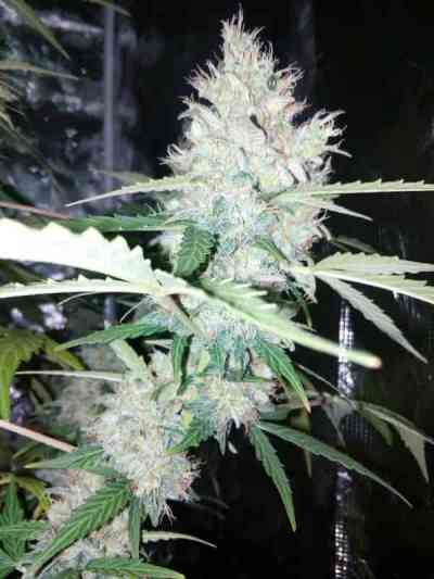 AK 420 Autoflower > Seed Stockers | Semillas autoflorecientes  |  Sativa