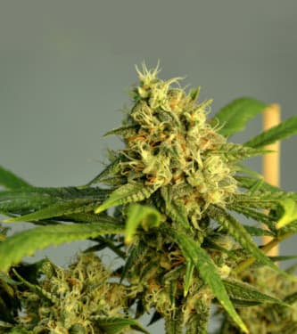 AK 420 Autoflower > Seed Stockers | Semillas autoflorecientes  |  Sativa