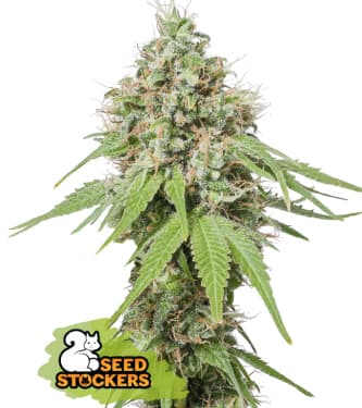 AK420 > Seed Stockers | Feminisierte Hanfsamen  |  Sativa