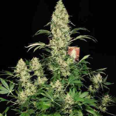 AK 47 > Serious Seeds | Feminized Marijuana   |  hybrid