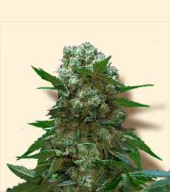 AK > Bulk Seed Bank | Feminisierte Hanfsamen  |  Hybrid