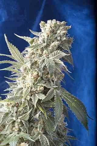 AK 47 > Serious Seeds | Cannabis seeds recommendations  |  TOP 10 Feminized