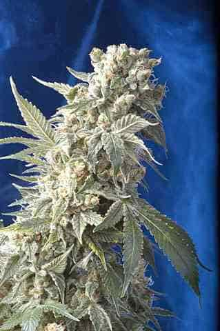 AK 47 > Serious Seeds | Feminized Marijuana   |  hybrid