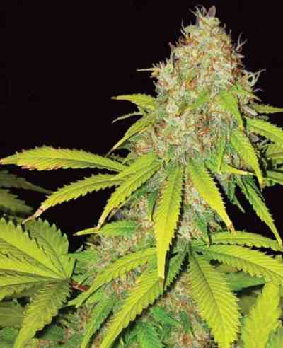 AK-49 Auto > Vision Seeds | Autoflowering Cannabis   |  Hybrid