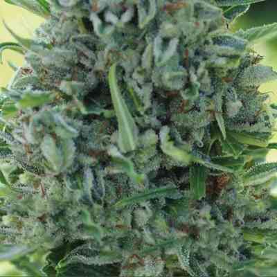 AK-49 > Vision Seeds | Feminized Marijuana   |  Sativa