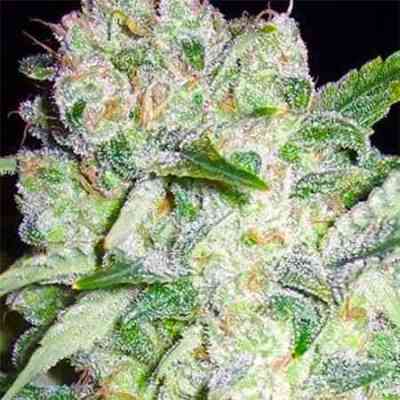 AK-49 > Vision Seeds | Feminized Marijuana   |  Sativa