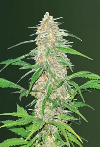 AK-77V > Victory Seeds | Feminisierte Hanfsamen  |  Sativa