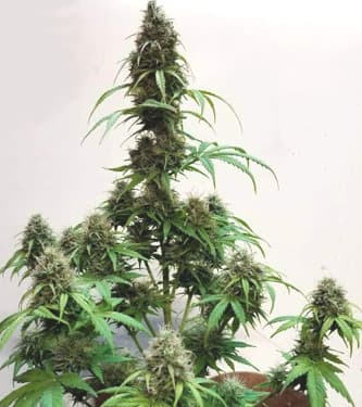 AK Automatic > Blim Burn Seeds | Graines Autofloraison  |  Indica