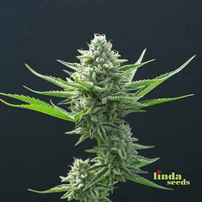 AK Samen > Linda Seeds | Hanfsamen Empfehlungen  |  Günstige Hanfsamen