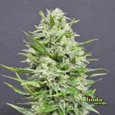AK Samen > Linda Seeds | Hanfsamen Empfehlungen  |  Günstige Hanfsamen