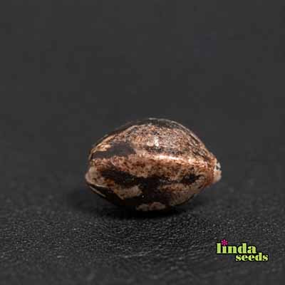AK Samen > Linda Seeds | Hanfsamen Empfehlungen  |  Günstige Hanfsamen