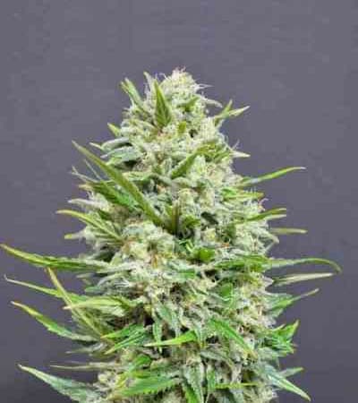 AK > Linda Seeds | Recomendaciones para las semillas de cannabis  |  Semillas Baratas