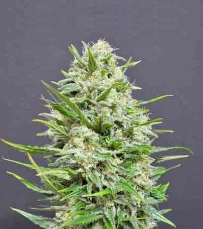 AK > Linda Seeds | Cannabis seeds recommendations  |  Cheap Cannabis