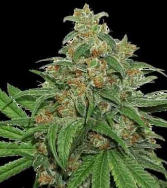 AK420 > Seed Stockers | Semillas feminizadas  |  Sativa