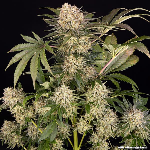 AK47 Seed > Barneys Farm | Feminized Cannabis   |  Sativa