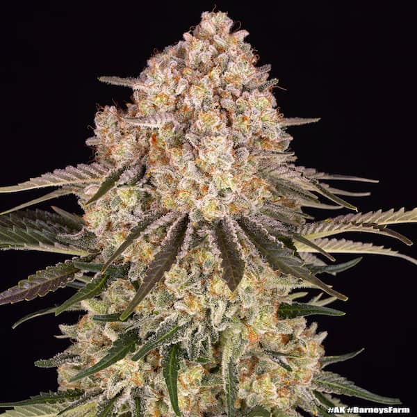 AK47 Seed > Barneys Farm | Feminized Cannabis   |  Sativa