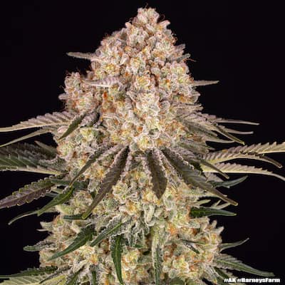 Ak 47 4