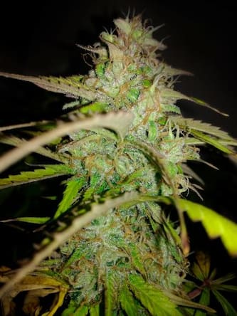 Auto AK-77V > Victory Seeds | Graines Autofloraison  |  Hybride