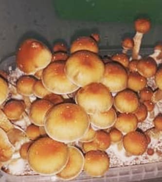 Alacabenzi > Magic Mushrooms