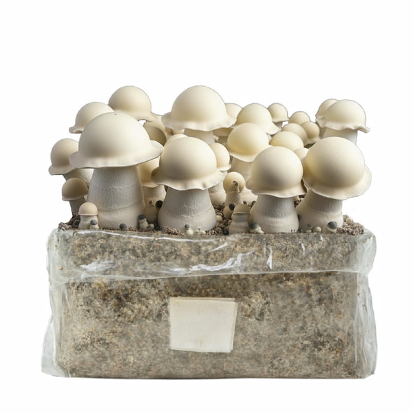 Albino Monkey Mak Easy Grow Bag > Zauberpilze | Zauberpilze / Magic Mushrooms