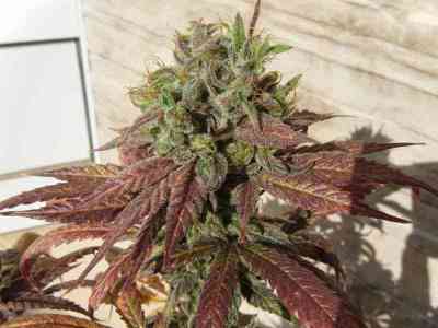 Alice > Delicatessen | Feminized Marijuana   |  Sativa