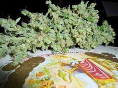 Alice > Delicatessen | Feminized Marijuana   |  Sativa