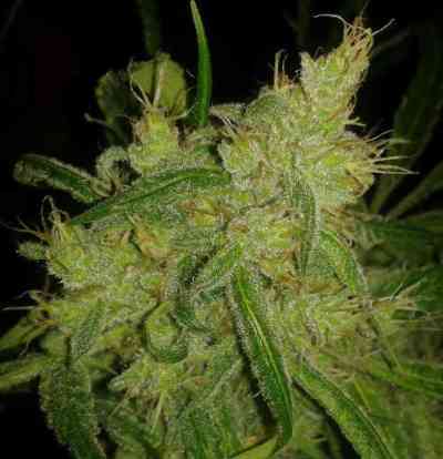 Alice > Delicatessen | Feminized Marijuana   |  Sativa