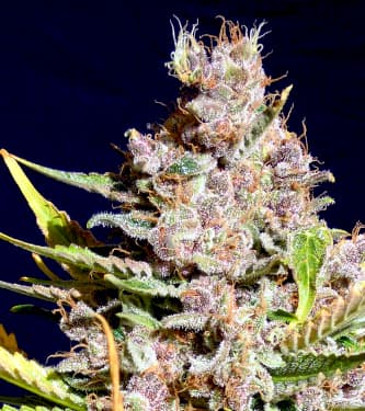 Alien Gorilla > Original Sensible Seeds | Feminisierte Hanfsamen  |  Indica