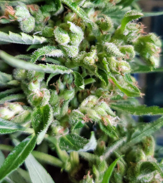 Alien Moonrocks > Original Sensible Seeds | Semillas feminizadas  |  Índica