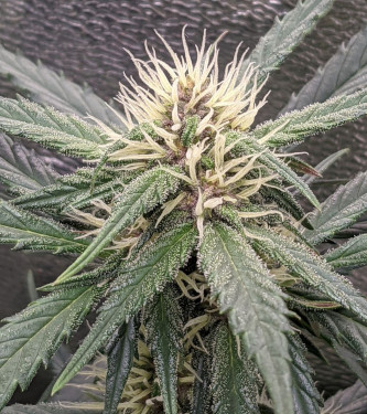 Alien Moonrocks > Original Sensible Seeds | Feminized Marijuana   |  Indica