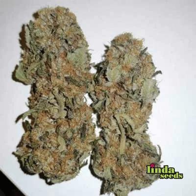 Alien OG Samen > Linda Seeds | Feminisierte Hanfsamen  |  Hybrid
