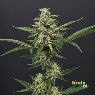 Alien OG semilla > Linda Seeds | Semillas feminizadas  |  Híbrido