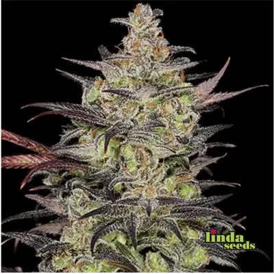 Alien OG Samen > Linda Seeds | Feminisierte Hanfsamen  |  Hybrid