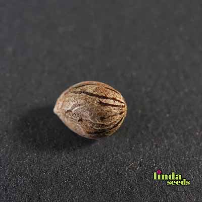 Alien OG semilla > Linda Seeds | Semillas feminizadas  |  Híbrido