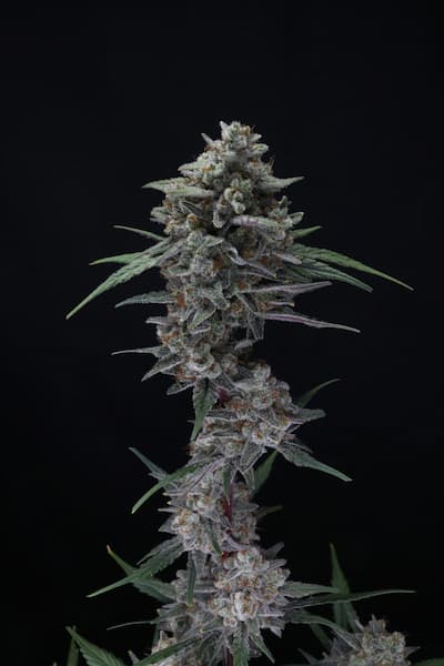 Alien Snack Auto Seed > Pure Instinto | Autoflowering Cannabis   |  Sativa