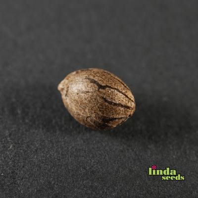 Alien Technology semilla > Linda Seeds | NUESTRAS RECOMENDACIONES DE SEMILLAS DE MARIHUANA  |  Semillas Baratas