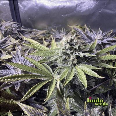 Alien Technology semilla > Linda Seeds | NUESTRAS RECOMENDACIONES DE SEMILLAS DE MARIHUANA  |  Semillas Baratas