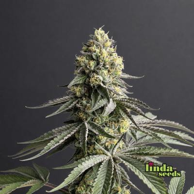 Alien Technology semilla > Linda Seeds | NUESTRAS RECOMENDACIONES DE SEMILLAS DE MARIHUANA  |  Semillas Baratas