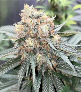 AlienZ > Green House Seed Company | Feminisierte Hanfsamen  |  Indica